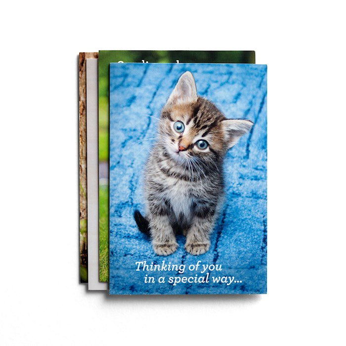 Get Well Boxed Cards Whiskers And Paws (12) with Scripture